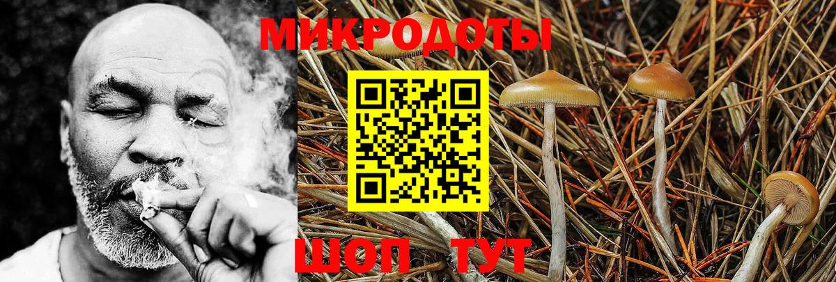 Камень-на-Оби  Псилоцибиновые грибы Magic Shrooms  где можно купить наркотик  Вход с VPN 